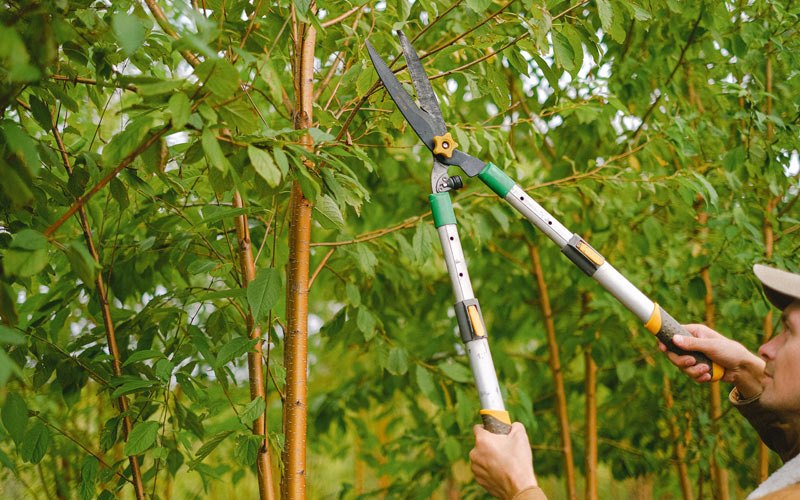 Tree trimming in Azalea, OR